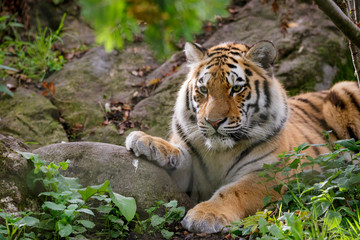 Siberian tiger panthera tigris altaica in zoo
