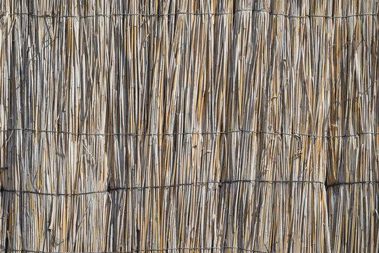 The wall of the reed stalks