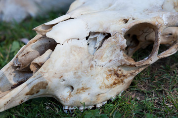 Old big animal skull on grass