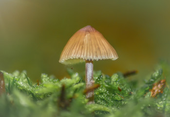 Natur in Miniatur