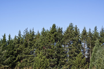 Trees in front of sunny, blue sky