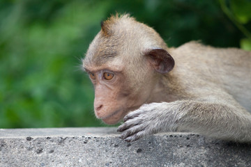 可愛いサル