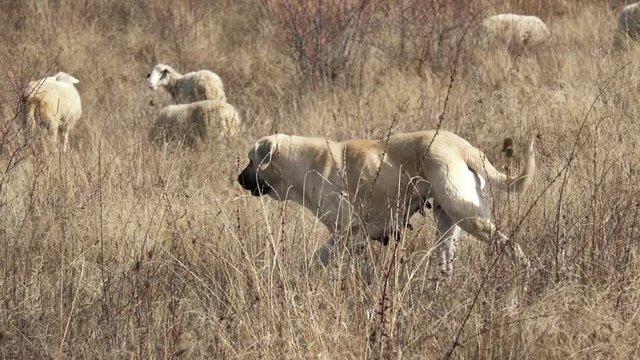 Purebred border collie herding a flock of sheep on a 