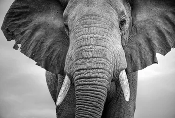 Foto op Aluminium Close-up van een mannelijke olifant met uitgestrekte oren © Andrew Deer