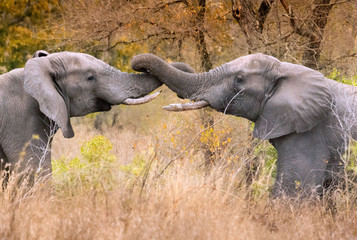 Pair of male elephants with entwined trunks