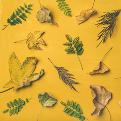 Autumn or Fall pattern, background and texture. Flat-lay of dried yellow and green tree leaves over mustard yellow painted wooden background, top view, square crop