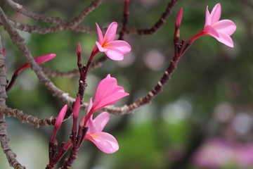 Obraz premium Plumeria pink color bright and freshness in summer nature background