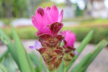 Siam Tulip Thailand pink flowers decorate in the garden beauty background 