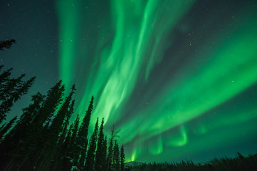 Green aurora borealis bands emanating from silhouetted trees  - obrazy, fototapety, plakaty