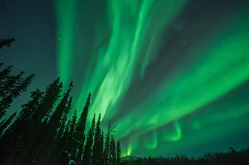 Fotobehang Green aurora borealis bands emanating from silhouetted trees  © Elizabeth