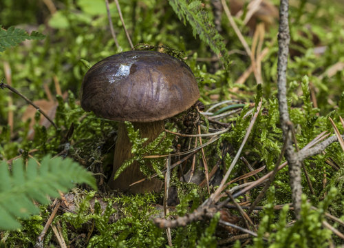 Imleria badia mushroom in green moss