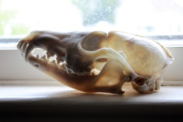 Coyote skull in a window, with the light shining through the thinner parts.