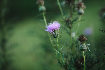 thistle in field