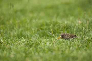 sparrow eats cookies on the green grass on the lawn.