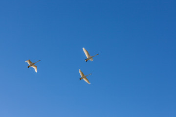 Whooper swans fly over in blue sky