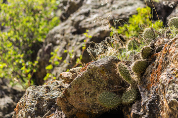 Rocky Cactus