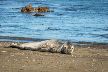 Leopard Seal, Owhiro Bay, Wellington