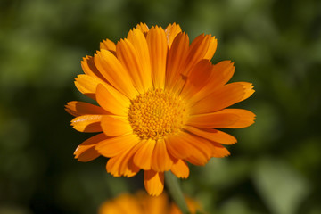 Flowers of calendula
