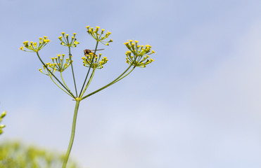 Umbrellas of dill, field