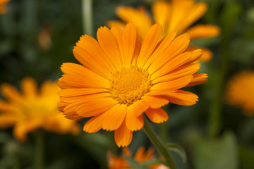 Marigold flowers