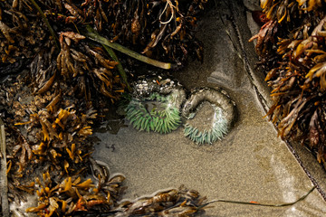 Tide Pools, Tofino, British Columbia, Canada
