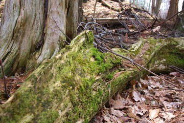 Mossy log in the sun