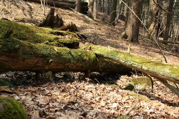 Mossy log in the sun