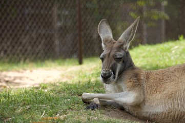 Kangaroo