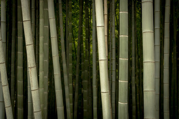Bamboo Groove 