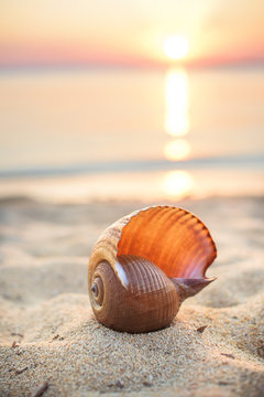 Close-up of a sea shell on a sandy beach by the sea at sunset
