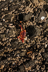 Fototapeta premium Tidal Beach View, Tofino, British Columbia