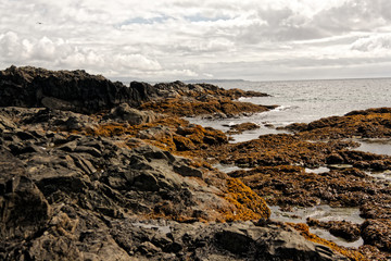 Tidal Beach View, Tofino, British Columbia