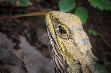 Tuatara 