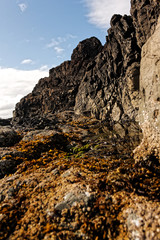 Tidal Beach View, Tofino, British Columbia