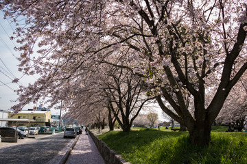 Cherry Blossoms In Omihachiman.