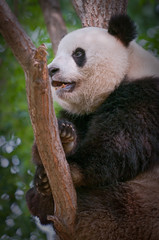 Fototapeta premium Giant Panda