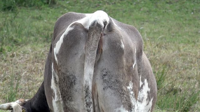 Cow in a farm field, closeup backside of ass and 