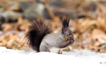 Naklejka na ściany i meble Cute squirrel in winter snowy forest