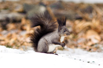 Cute squirrel in winter snowy forest