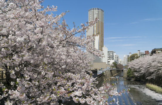 東京　満開の桜　目黒川　