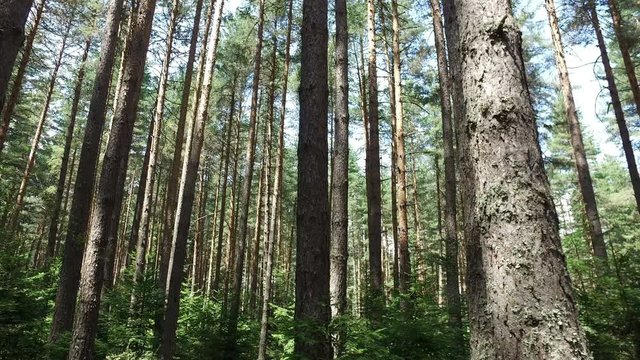 Running pov in a thick deciduous forest of pine trees, 