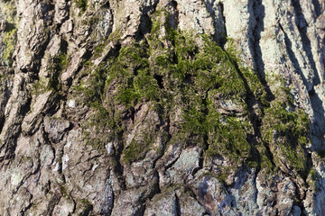 Tree bark, close-up