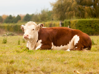 beautiful side shot of resting brown cow on grass farm field