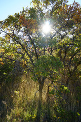 Sunray Through Tree 01
