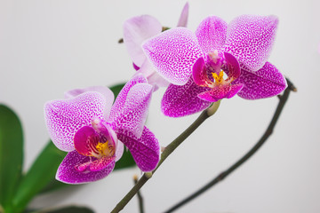 Fototapeta premium flowers orchids