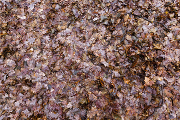 Rotting foliage of maple