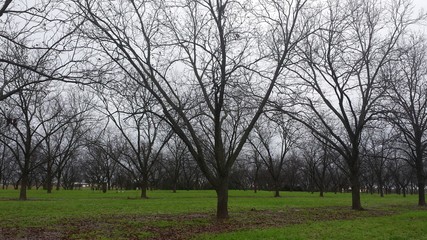 Pecan Orchard, Georgia