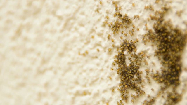 flock of small yellow spiders