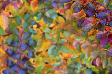 Fall leaves of many colors