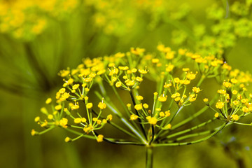 umbrella and dill leaves